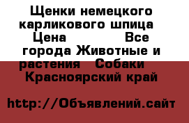 Щенки немецкого карликового шпица › Цена ­ 20 000 - Все города Животные и растения » Собаки   . Красноярский край